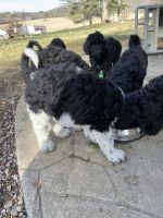 Goldendoodle Puppies for sale in Wytheville, VA 24382, USA. price: NA