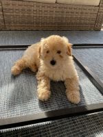 Goldendoodle Puppies for sale in Deltona, FL, USA. price: NA
