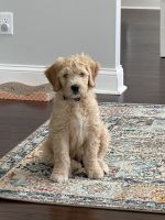 Goldendoodle Puppies for sale in Richmond Hill, GA 31324, USA. price: NA