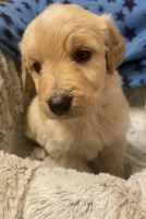 Goldendoodle Puppies for sale in Butler, TN 37640, USA. price: NA