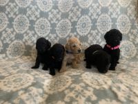 Goldendoodle Puppies for sale in Statesville, NC, USA. price: NA