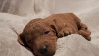 Goldendoodle Puppies for sale in Farmville, VA 23901, USA. price: NA