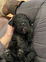Goldendoodle Puppies for sale in West Monroe, LA, USA. price: NA