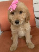 Goldendoodle Puppies for sale in Jacksonville, FL 32221, USA. price: NA