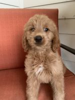 Goldendoodle Puppies for sale in Jacksonville, FL 32221, USA. price: NA