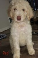 Goldendoodle Puppies for sale in Orange County, CA, USA. price: NA