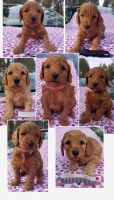 Goldendoodle Puppies for sale in Rexford, MT 59930, USA. price: NA