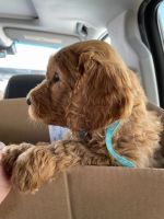 Goldendoodle Puppies for sale in Orem, UT, USA. price: NA