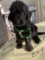 Goldendoodle Puppies for sale in Millsboro, DE 19966, USA. price: NA