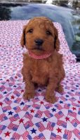 Goldendoodle Puppies for sale in Rexford, MT 59930, USA. price: NA