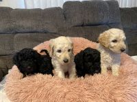 Goldendoodle Puppies for sale in 126 Maple Rail Rd, Imler, PA 16655, USA. price: NA