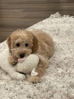 Goldendoodle Puppies for sale in Riverside, CA, USA. price: NA