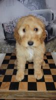 Goldendoodle Puppies for sale in Springville, UT, USA. price: NA