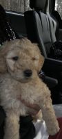 Goldendoodle Puppies for sale in Prince George, VA, USA. price: NA