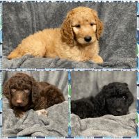 Goldendoodle Puppies for sale in Central, MI 49950, USA. price: NA