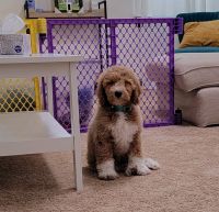 Goldendoodle Puppies for sale in Pittsburgh, PA, USA. price: NA