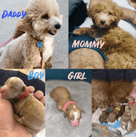 Goldendoodle Puppies for sale in Miami Gardens, FL 33015, USA. price: NA
