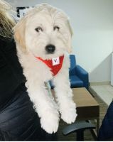 Goldendoodle Puppies for sale in Bronx, NY, USA. price: NA