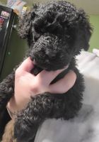 Goldendoodle Puppies for sale in Mentor, OH 44060, USA. price: NA
