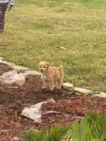 Goldendoodle Puppies for sale in Pearland, TX 77584, USA. price: NA