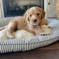 Goldendoodle Puppies for sale in OK-66, Claremore, OK, USA. price: NA
