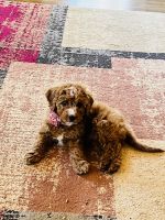 Goldendoodle Puppies for sale in Buford, GA, USA. price: NA