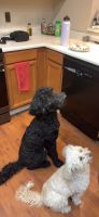 Goldendoodle Puppies for sale in Glendale, AZ, USA. price: NA