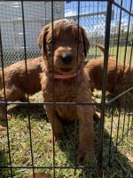 Goldendoodle Puppies for sale in Cordele, GA 31015, USA. price: NA