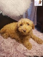 Goldendoodle Puppies for sale in Charlotte, NC, USA. price: NA
