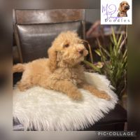Goldendoodle Puppies for sale in Charlotte, NC, USA. price: NA