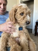 Goldendoodle Puppies for sale in Smyrna, DE 19977, USA. price: NA