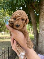 Goldendoodle Puppies for sale in Rockledge, FL, USA. price: NA