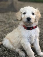 Goldendoodle Puppies for sale in Hattiesburg, MS, USA. price: NA