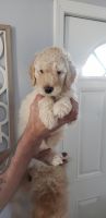 Goldendoodle Puppies for sale in Toledo, OH 43623, USA. price: NA