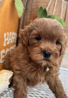 Goldendoodle Puppies for sale in Malta, ID 83342, USA. price: NA