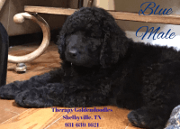 Goldendoodle Puppies for sale in Shelbyville, TN, USA. price: NA
