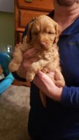 Goldendoodle Puppies for sale in Rochester, NY, USA. price: NA