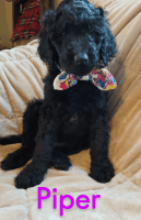 Goldendoodle Puppies for sale in Wisconsin Rapids, WI, USA. price: NA