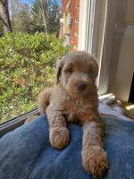 Goldendoodle Puppies for sale in Kingsport, TN 37660, USA. price: NA