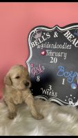 Goldendoodle Puppies for sale in Carrollton, GA, USA. price: NA