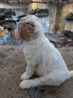 Goldendoodle Puppies for sale in Morganton, NC 28655, USA. price: NA