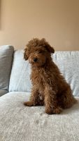 Goldendoodle Puppies for sale in Chalfont, PA 18914, USA. price: NA