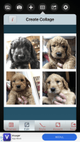 Goldendoodle Puppies for sale in Sherwood, AR, USA. price: NA