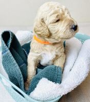 Goldendoodle Puppies for sale in Fontana, CA, USA. price: NA