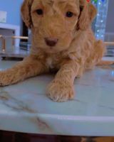Goldendoodle Puppies for sale in 65 Hoy Ave, Fords, NJ 08863, USA. price: NA
