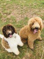 Goldendoodle Puppies for sale in Seymour, TN, USA. price: NA
