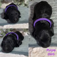 Goldendoodle Puppies for sale in Atoka, OK 74525, USA. price: NA