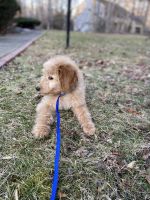 Goldendoodle Puppies for sale in FX STATION, VA 22039, USA. price: NA