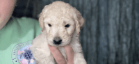 Goldendoodle Puppies for sale in Clio, MI 48420, USA. price: NA