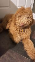Goldendoodle Puppies for sale in River Grove, IL 60171, USA. price: NA